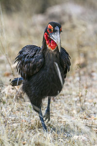 Close-up of a bird on field