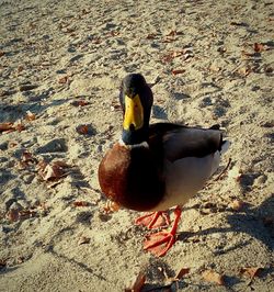 Close-up of duck swimming on lake