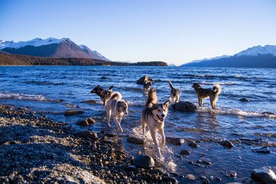 Huskeys dogs