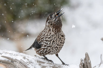 Close-up of bird perching on tree during winter