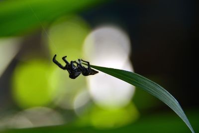 Close-up of insect on leaf