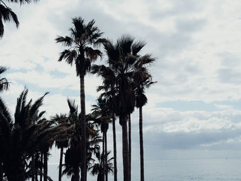 Palm trees by sea against sky