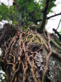 Close-up of dead tree trunk