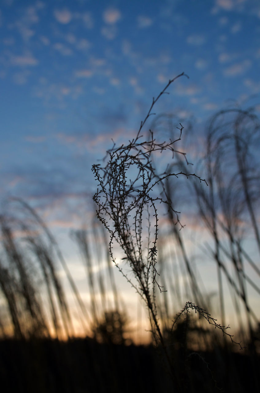 BARE TREE AGAINST SKY DURING SUNSET