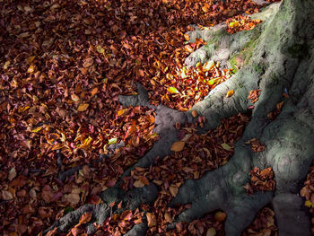 Full frame shot of multi colored autumn leaves