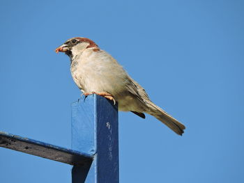 Low angle view of bird perching on wood against sky