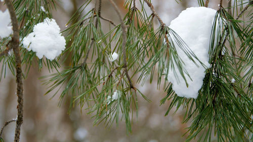On the background of the winter forest, the pine needles on the branches of the pine are shown