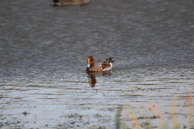 Ferrengous duck in a lake