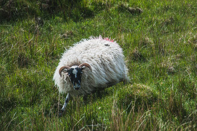 Blackface sheep grazing in the isle of skye, scotland