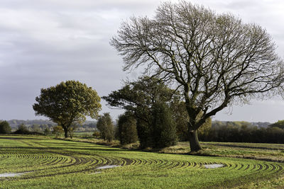 Trees on field against sky
