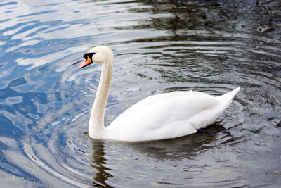 Close-up of swan swimming in lake