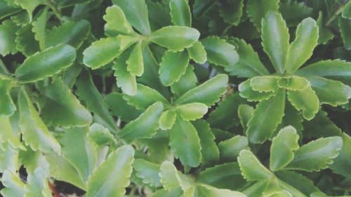 Full frame shot of plants