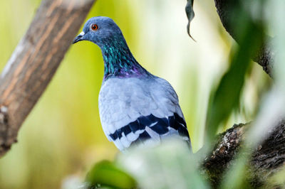 Close-up of bird perching on railing