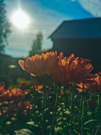Close-up of flowering plant on field against sky