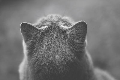 Close-up of shorthair cat