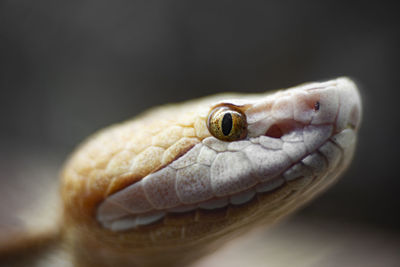 Close-up of lizard against black background