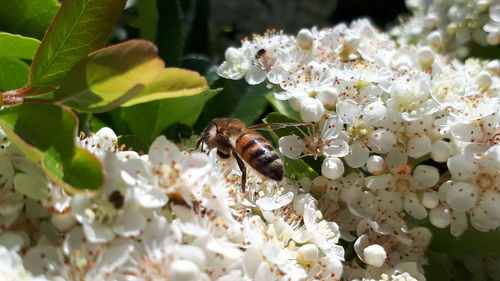 Close-up of bee pollinating on white flower