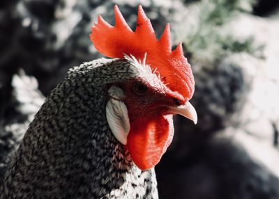 Close-up of rooster