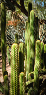 Close-up of cactus