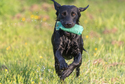 Close up of a wet black labrador running through a field while carrying a training dummy