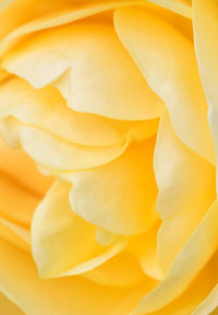 Full frame shot of yellow flower