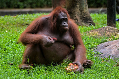 Close-up of monkey sitting on grass