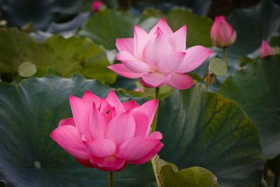 Close-up of pink flowers blooming outdoors