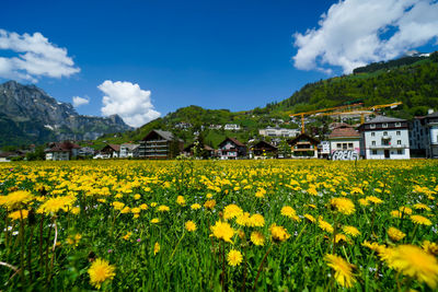 Yellow flowers growing on field by houses against sky