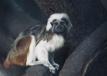 Portrait of monkey sitting on tree