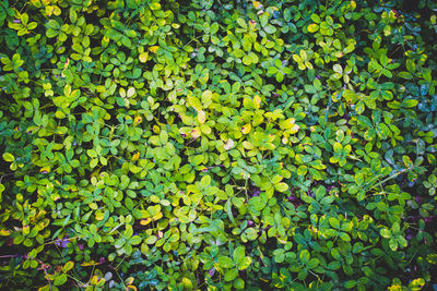 Full frame shot of leaves