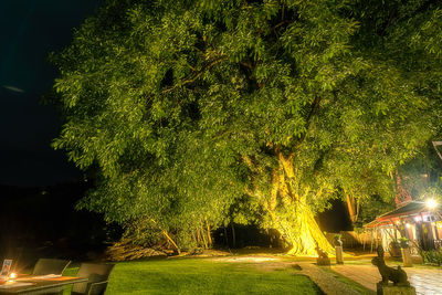 Illuminated trees in park at night