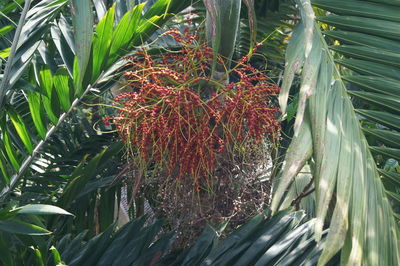 Close-up of plant