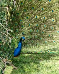 Peacock in a field