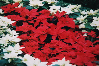 Full frame of red flowers