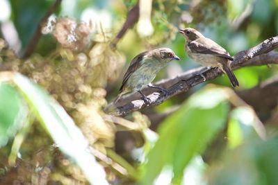 Bird perching on a tree