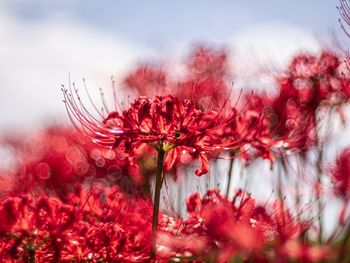 Close-up of red flowering plant