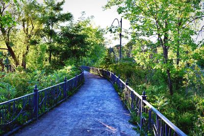 Footbridge amidst trees in forest