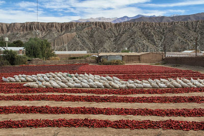 Close-up of red flowers against sky