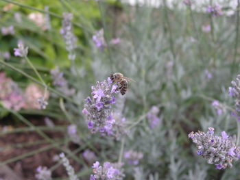 Close-up of bee on lavender