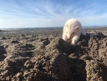 View of an animal on beach