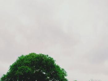 Low angle view of tree against sky