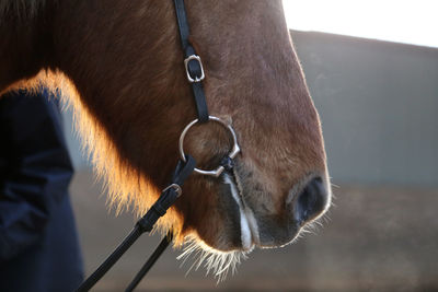 Close-up of horse