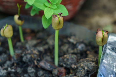 Close-up of flower buds growing on plant