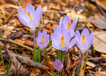 Close-up of purple crocus flowers growing on field
