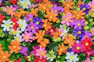 High angle view of purple flowering plants