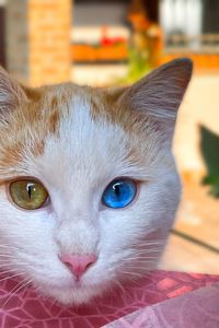 Close-up portrait of a cat