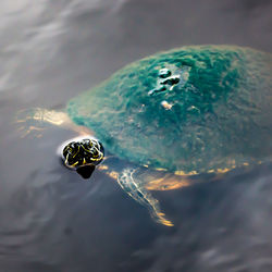 High angle view of turtle swimming in pond