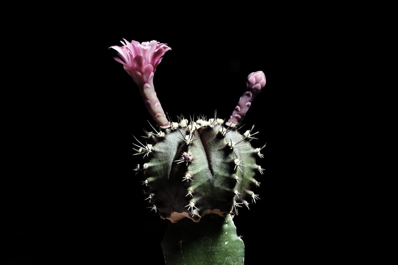 flower, studio shot, black background, growth, close-up, flower head, fragility, freshness, no people, plant, nature, beauty in nature, outdoors, day