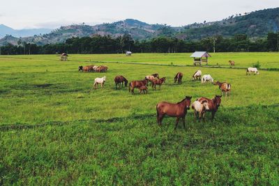 Horses grazing on field