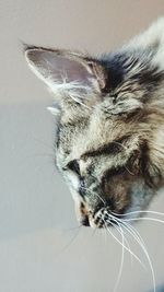Close-up of cat
